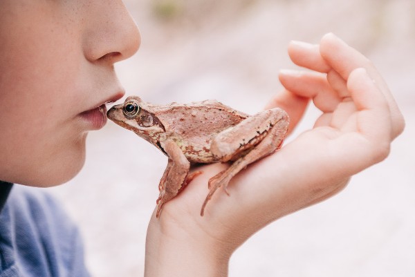 Animal Friends